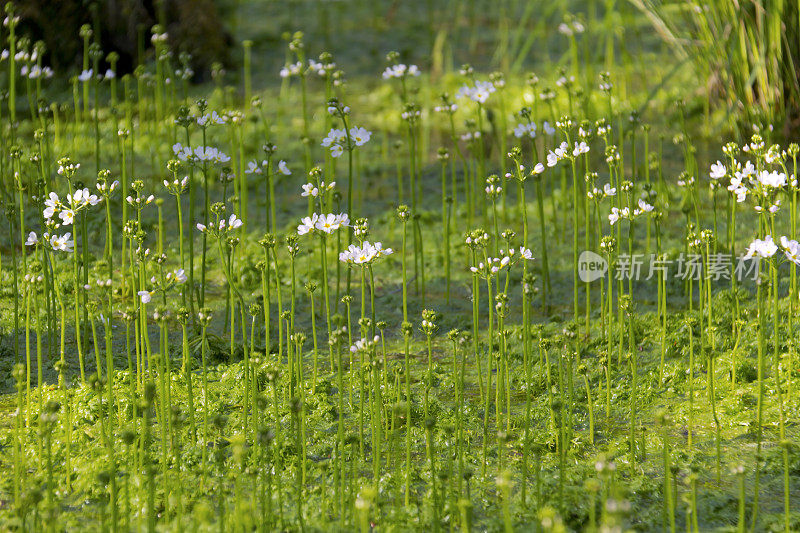 水紫罗兰(hotonia palustris)